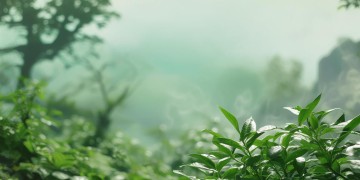 歌里的绿茶究竟是什么意思？