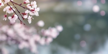 西西相惜相关的是什么歌呢？
