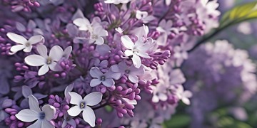 树上开满丁香花出自哪首歌？